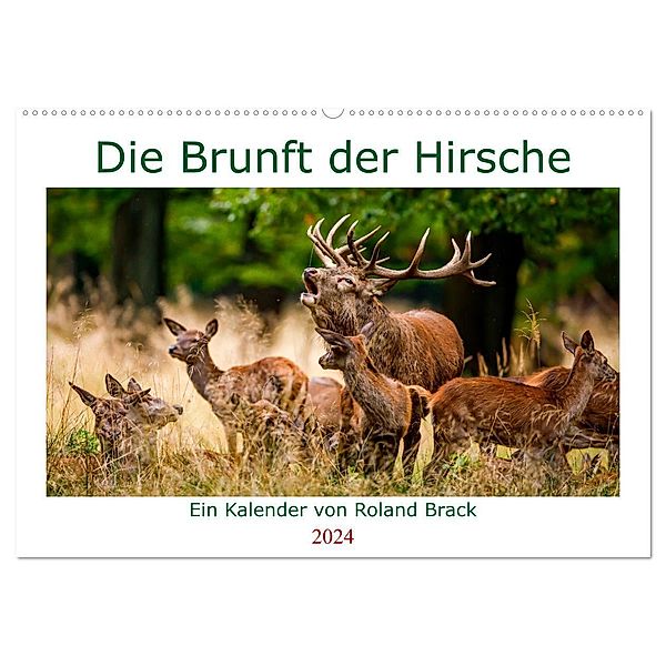 Die Brunft der Hirsche (Wandkalender 2024 DIN A2 quer), CALVENDO Monatskalender, Roland Brack