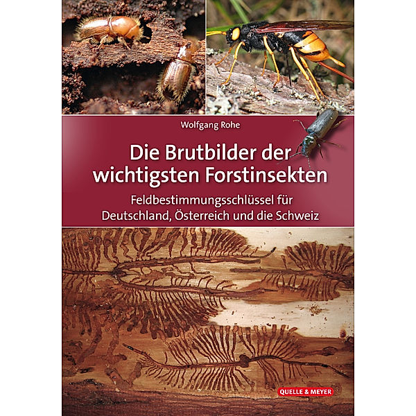 Die Brutbilder der wichtigsten Forstinsekten, Wolfgang Rohe