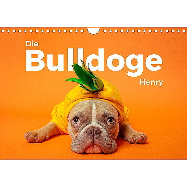 Die Bulldoge Henry (Wandkalender 2024 DIN A4 quer), M. Scott