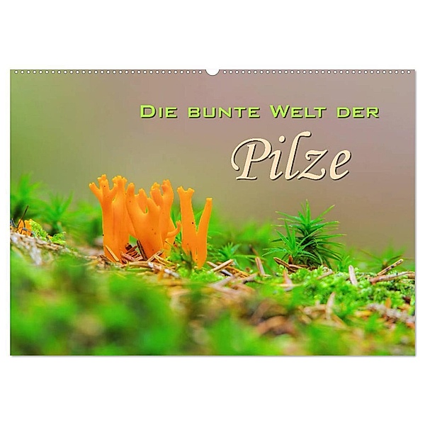Die bunte Welt der Pilze (Wandkalender 2024 DIN A2 quer), CALVENDO Monatskalender, LianeM