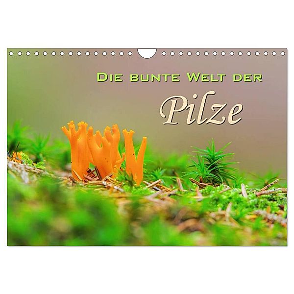 Die bunte Welt der Pilze (Wandkalender 2024 DIN A4 quer), CALVENDO Monatskalender, LianeM