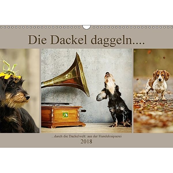 Die Dackel daggeln.... (Wandkalender 2018 DIN A3 quer) Dieser erfolgreiche Kalender wurde dieses Jahr mit gleichen Bilde, Kathrin Köntopp