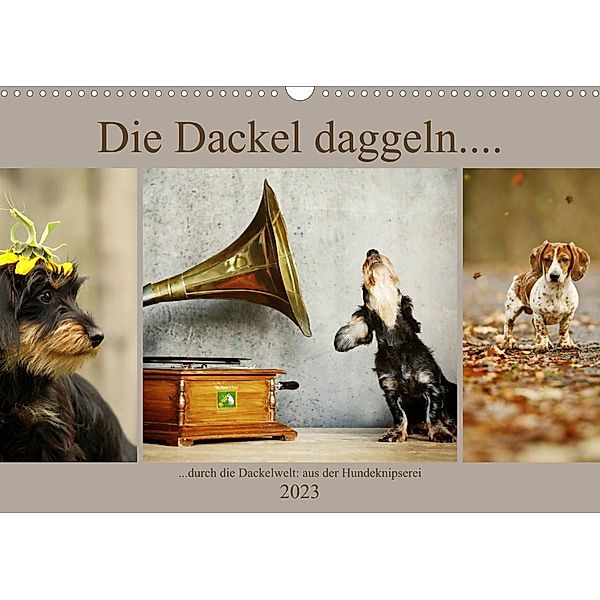 Die Dackel daggeln.... (Wandkalender 2023 DIN A3 quer), Kathrin Köntopp