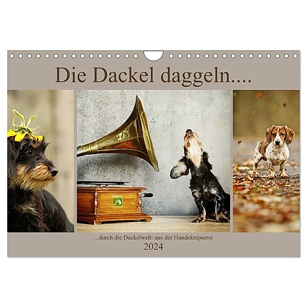 Die Dackel daggeln.... (Wandkalender 2024 DIN A4 quer), CALVENDO Monatskalender, Kathrin Köntopp