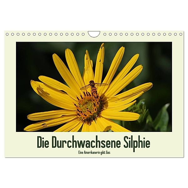 Die Durchwachsene Silphie - Eine Amerikanerin gibt Gas / CH-Version (Wandkalender 2024 DIN A4 quer), CALVENDO Monatskalender, Kerstin Stolzenburg