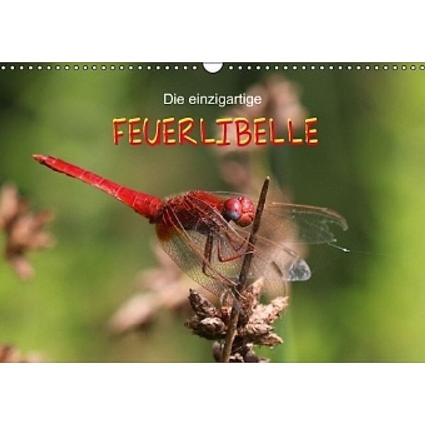 Die einzigartige Feuerlibelle (Wandkalender 2016 DIN A3 quer), Matthias Brix - Studio Brix