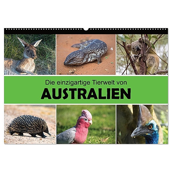 Die einzigartige Tierwelt von Australien (Wandkalender 2024 DIN A2 quer), CALVENDO Monatskalender, Christina Williger