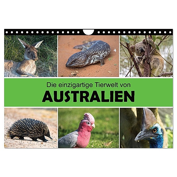 Die einzigartige Tierwelt von Australien (Wandkalender 2024 DIN A4 quer), CALVENDO Monatskalender, Christina Williger