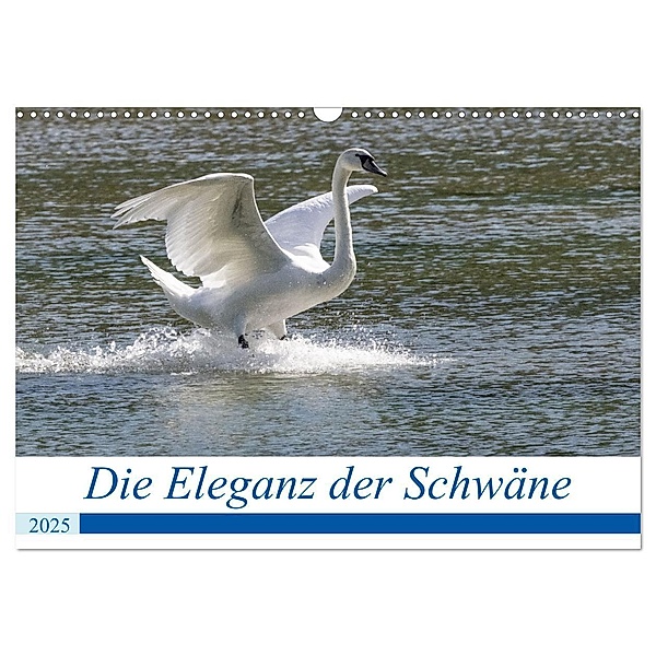 Die Eleganz der Schwäne (Wandkalender 2025 DIN A3 quer), CALVENDO Monatskalender, Calvendo, Andreas Müller Fotografie