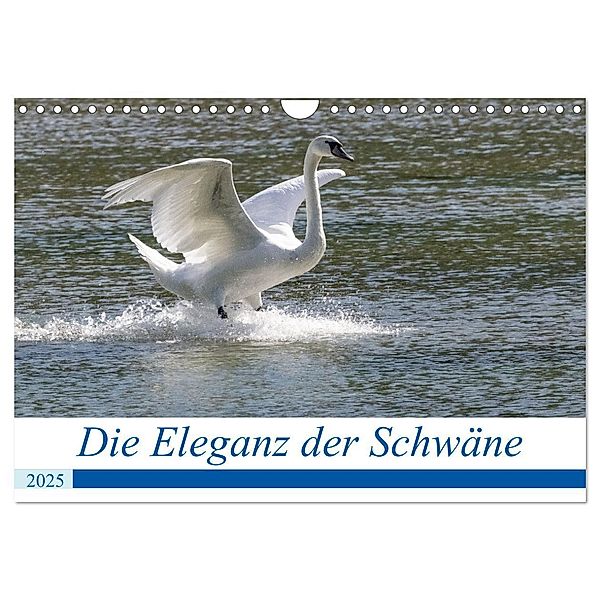Die Eleganz der Schwäne (Wandkalender 2025 DIN A4 quer), CALVENDO Monatskalender, Calvendo, Andreas Müller Fotografie