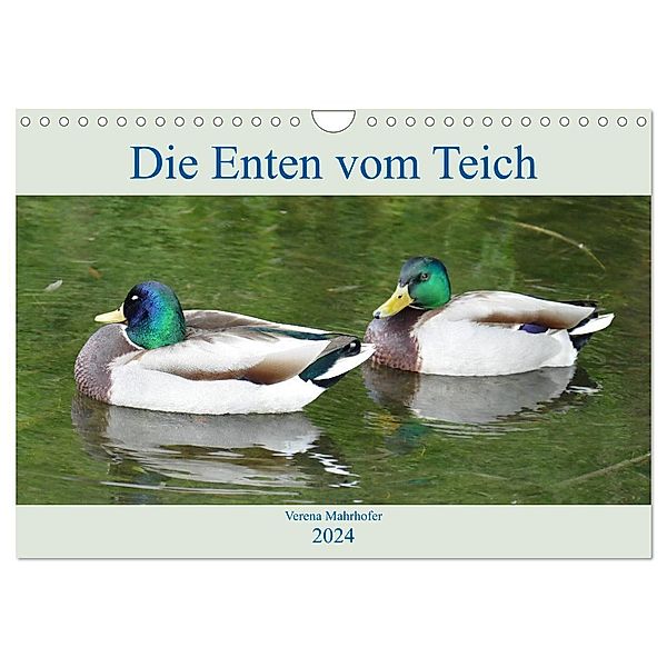 Die Enten vom Teich (Wandkalender 2024 DIN A4 quer), CALVENDO Monatskalender, Verena Mahrhofer