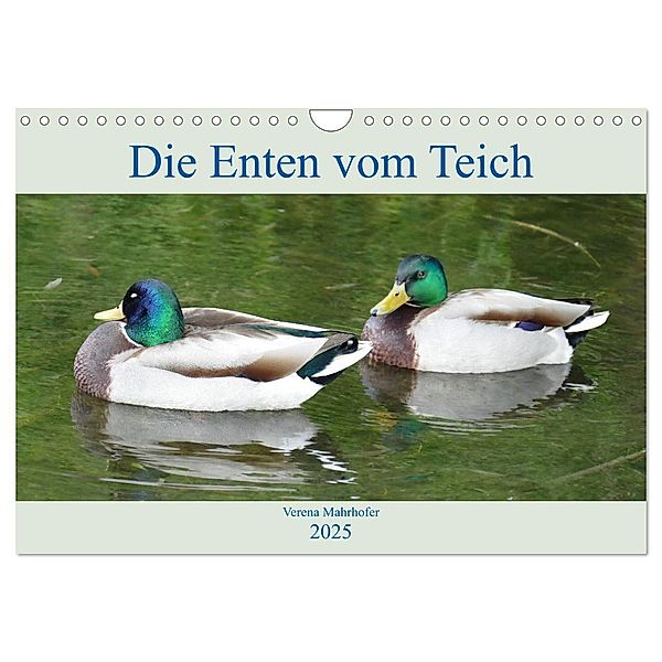 Die Enten vom Teich (Wandkalender 2025 DIN A4 quer), CALVENDO Monatskalender, Calvendo, Verena Mahrhofer