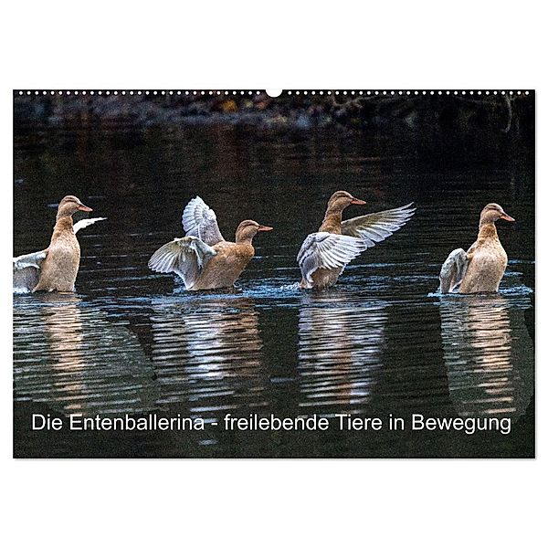 Die Entenballerina - freilebende Tiere in Bewegung (Wandkalender 2024 DIN A2 quer), CALVENDO Monatskalender, Bruno Pohl