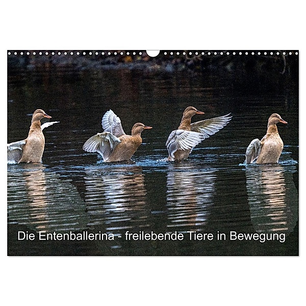 Die Entenballerina - freilebende Tiere in Bewegung (Wandkalender 2024 DIN A3 quer), CALVENDO Monatskalender, Bruno Pohl