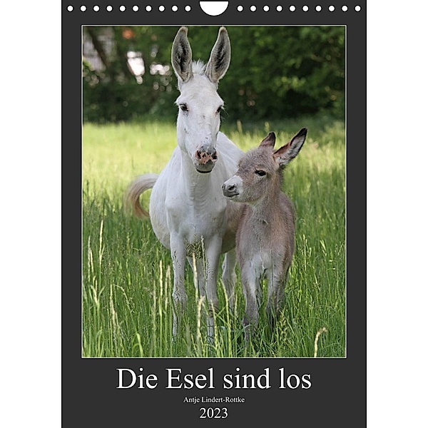Die Esel sind los (Wandkalender 2023 DIN A4 hoch), Antje Lindert-Rottke