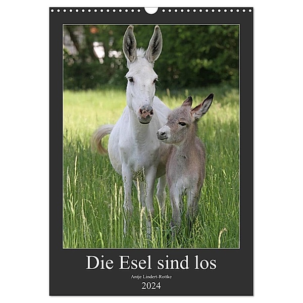 Die Esel sind los (Wandkalender 2024 DIN A3 hoch), CALVENDO Monatskalender, Antje Lindert-Rottke