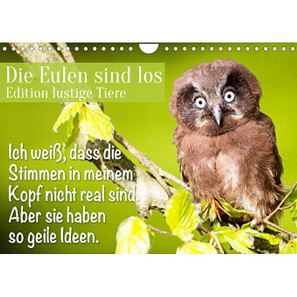 Die Eulen sind los: Edition lustige Tiere (Wandkalender 2022 DIN A4 quer), Calvendo