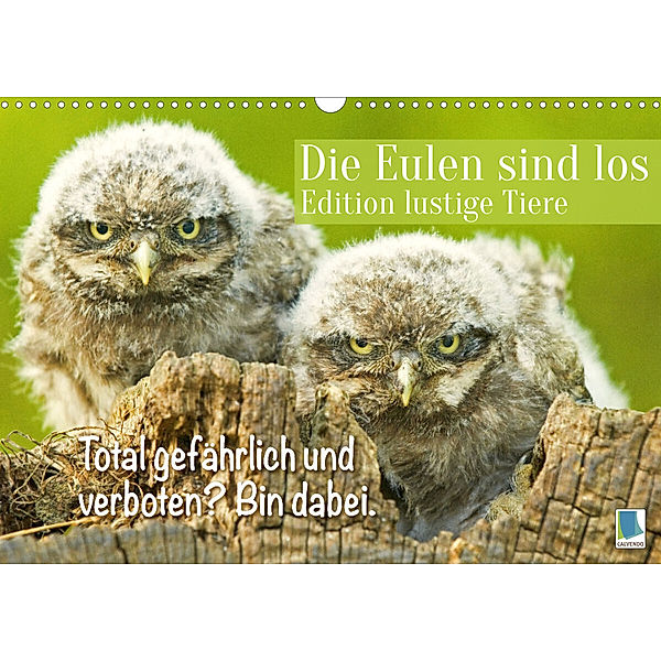 Die Eulen sind los: Edition lustige Tiere (Wandkalender 2023 DIN A3 quer), Calvendo