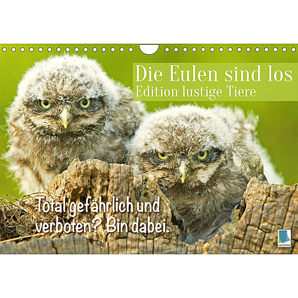 Die Eulen sind los: Edition lustige Tiere (Wandkalender 2023 DIN A4 quer), Calvendo