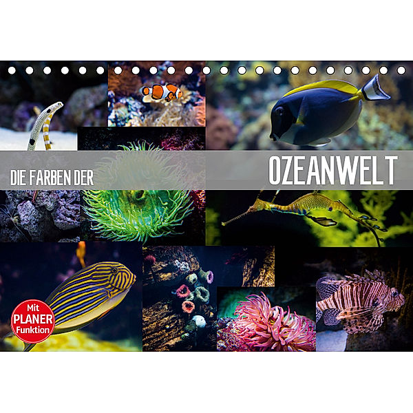 Die Farben der Ozeanwelt (Tischkalender 2019 DIN A5 quer), Dirk Meutzner