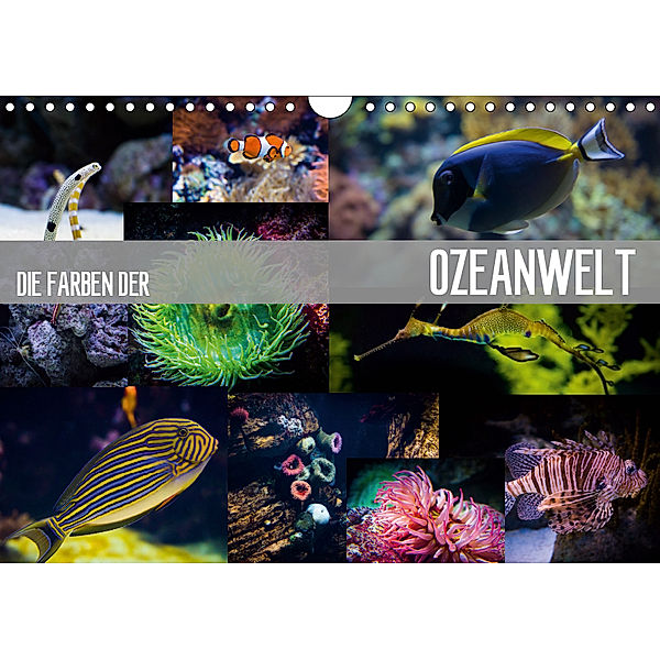 Die Farben der Ozeanwelt (Wandkalender 2019 DIN A4 quer), Dirk Meutzner