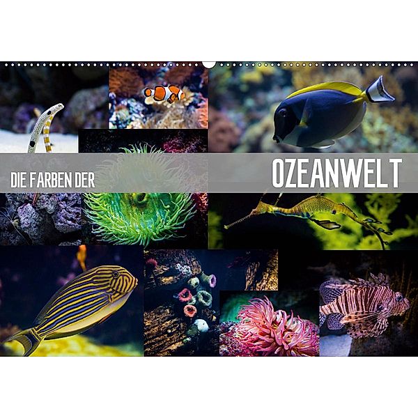 Die Farben der Ozeanwelt (Wandkalender 2020 DIN A2 quer), Dirk Meutzner