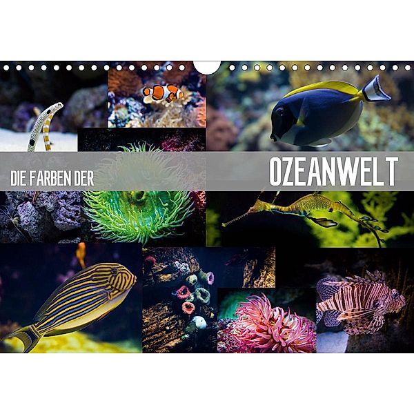 Die Farben der Ozeanwelt (Wandkalender 2021 DIN A4 quer), Dirk Meutzner