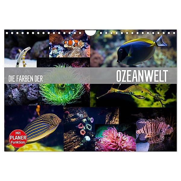 Die Farben der Ozeanwelt (Wandkalender 2024 DIN A4 quer), CALVENDO Monatskalender, Dirk Meutzner