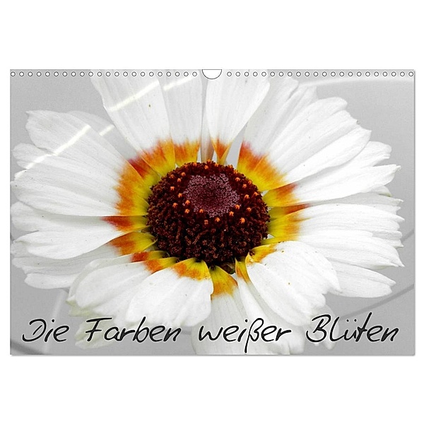 Die Farben weisser Blüten (Wandkalender 2025 DIN A3 quer), CALVENDO Monatskalender, Calvendo, Birgit Knodt