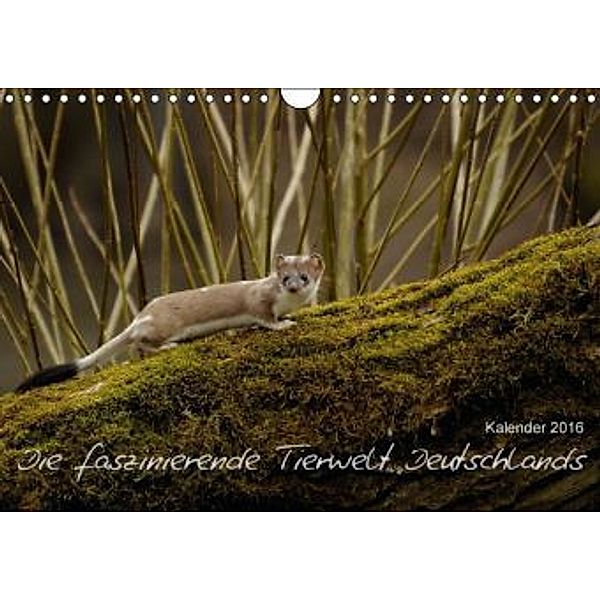 Die faszinierende Tierwelt Deutschlands (Wandkalender 2016 DIN A4 quer), Christian Schmalhofer
