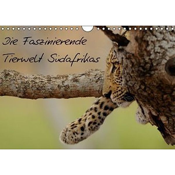 Die Faszinierende Tierwelt Südafrikas (Wandkalender 2016 DIN A4 quer), Christian Schmalhofer