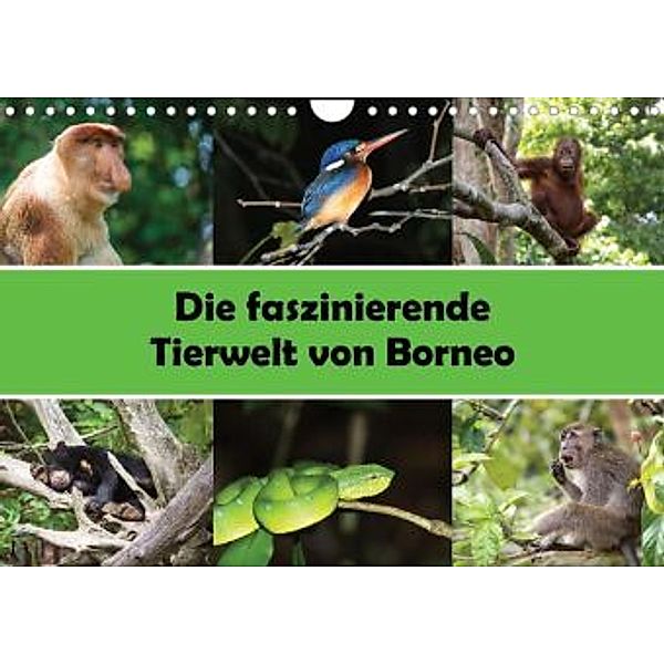 Die faszinierende Tierwelt von Borneo (Wandkalender 2022 DIN A4 quer), Christina Williger