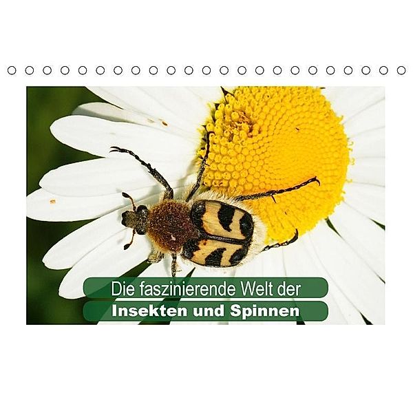 Die faszinierende Welt der Insekten und Spinnen (Tischkalender 2017 DIN A5 quer), Karl-Hermann Althaus