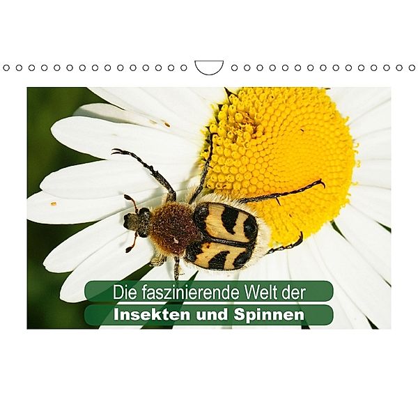 Die faszinierende Welt der Insekten und Spinnen (Wandkalender 2018 DIN A4 quer), Karl-Hermann Althaus