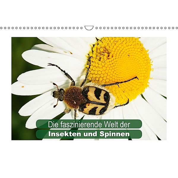 Die faszinierende Welt der Insekten und Spinnen (Wandkalender 2018 DIN A3 quer), Karl-Hermann Althaus