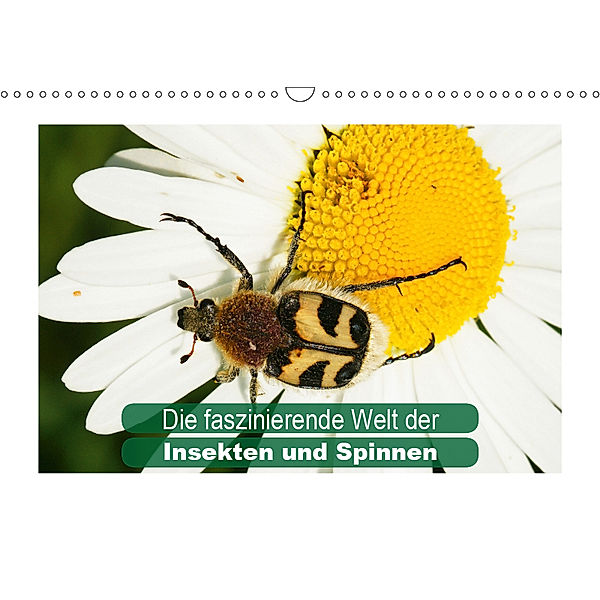 Die faszinierende Welt der Insekten und Spinnen (Wandkalender 2019 DIN A3 quer), Karl-Hermann Althaus