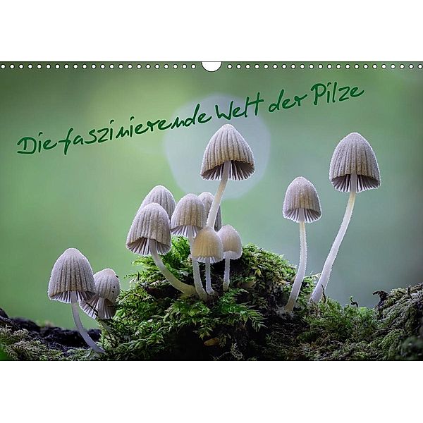 Die faszinierende Welt der Pilze (Wandkalender 2021 DIN A3 quer), Tôn Th_t Qu_nh L_i