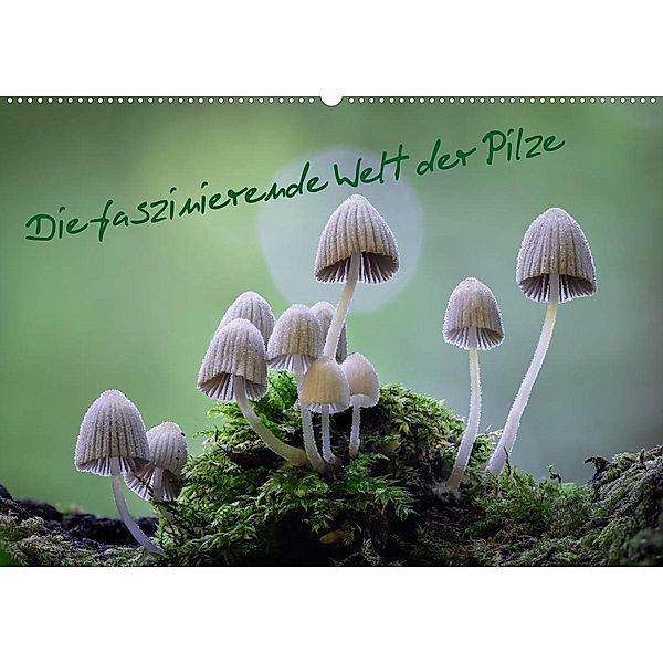 Die faszinierende Welt der Pilze (Wandkalender 2023 DIN A2 quer), Tôn Th_t Qu_nh L_i