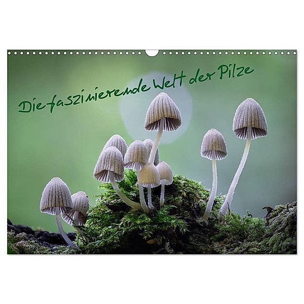 Die faszinierende Welt der Pilze (Wandkalender 2024 DIN A3 quer), CALVENDO Monatskalender, Tôn Th_t Qu_nh L_i
