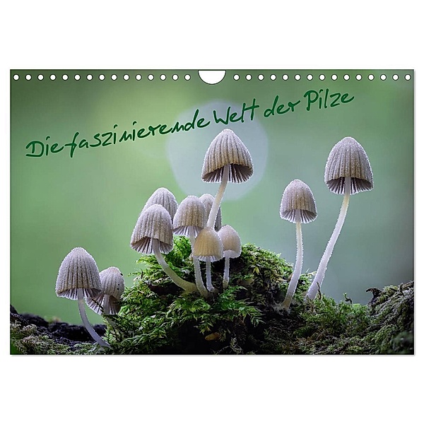 Die faszinierende Welt der Pilze (Wandkalender 2024 DIN A4 quer), CALVENDO Monatskalender, Tôn Th_t Qu_nh L_i