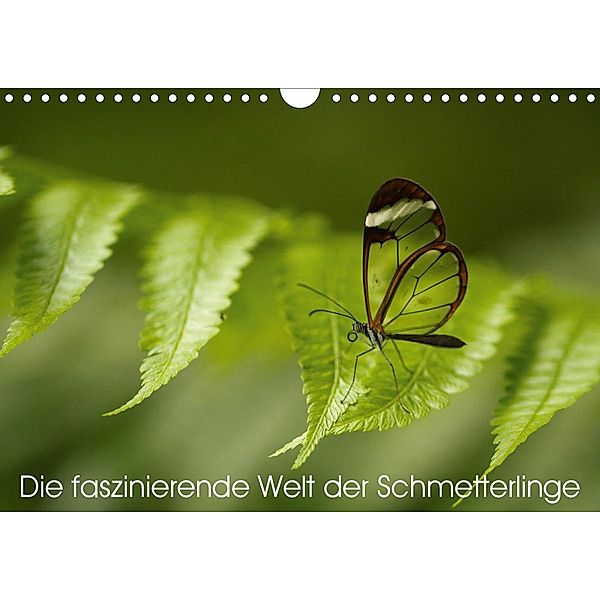 Die faszinierende Welt der Schmetterlinge (Wandkalender 2021 DIN A4 quer), Benjamin Nocke
