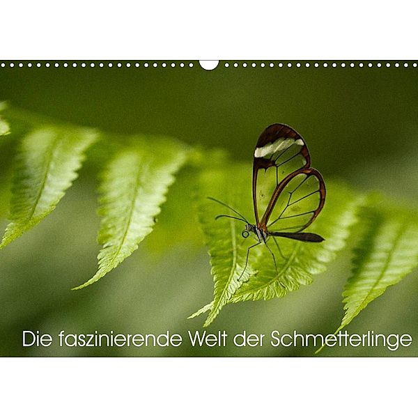 Die faszinierende Welt der Schmetterlinge (Wandkalender 2022 DIN A3 quer), Benjamin Nocke