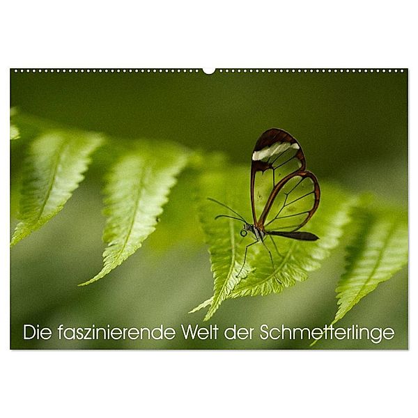 Die faszinierende Welt der Schmetterlinge (Wandkalender 2024 DIN A2 quer), CALVENDO Monatskalender, Benjamin Nocke
