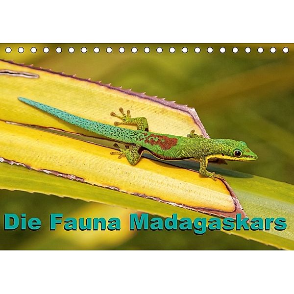Die Fauna Madagaskars (Tischkalender 2018 DIN A5 quer) Dieser erfolgreiche Kalender wurde dieses Jahr mit gleichen Bilde, Willy Brüchle
