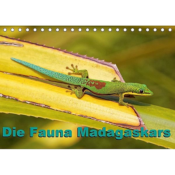 Die Fauna Madagaskars (Tischkalender 2021 DIN A5 quer), Willy Brüchle