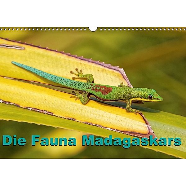 Die Fauna Madagaskars (Wandkalender 2018 DIN A3 quer) Dieser erfolgreiche Kalender wurde dieses Jahr mit gleichen Bilder, Willy Brüchle