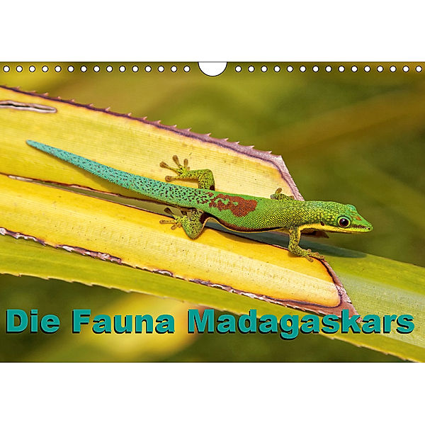 Die Fauna Madagaskars (Wandkalender 2019 DIN A4 quer), Willy Brüchle