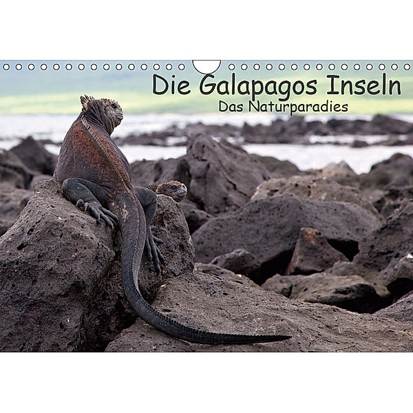 Die Galapagos Inseln - Das Naturparadies (Wandkalender 2019 DIN A4 quer), Akrema-Photography