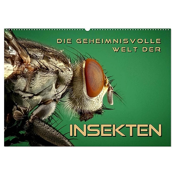 Die geheimnisvolle Welt der Insekten (Wandkalender 2025 DIN A2 quer), CALVENDO Monatskalender, Calvendo, Renate Bleicher