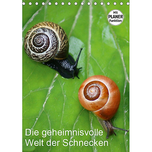 Die geheimnisvolle Welt der Schnecken (Tischkalender 2019 DIN A5 hoch), kattobello